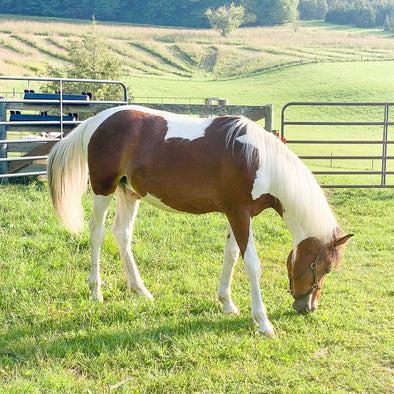 Horse Breeds Spotlight: Fun Facts Guide